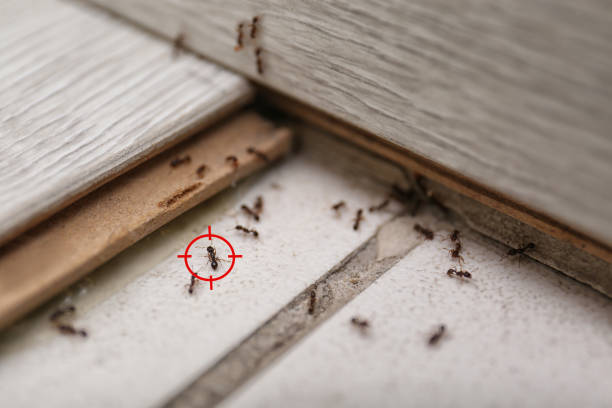 Best Best Pest Control Companies  in Morristown, TN