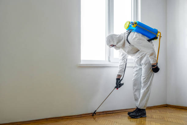 Best Flea Control Services  in Morristown, TN