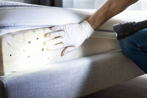 Best Affordable Pest Control Services  in Morristown, TN