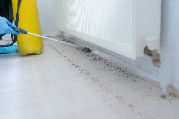 Best Best Pest Control Companies  in Morristown, TN