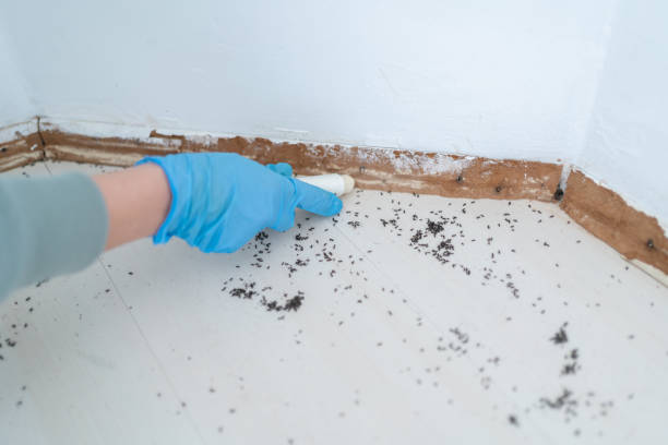 Best Mosquito Control Services  in Morristown, TN